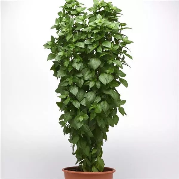 Bazalka Everleaf Thai Towers 100 semien
